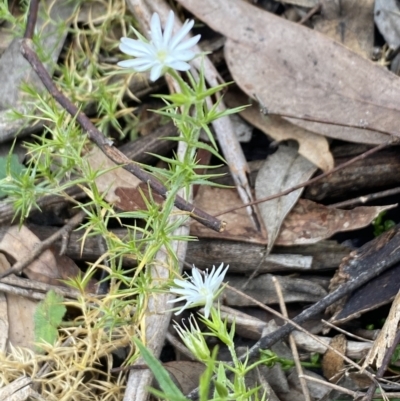 Stellaria pungens (Prickly Starwort) at Wee Jasper, NSW - 7 Nov 2021 by Jubeyjubes