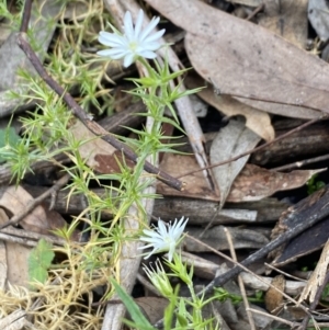 Stellaria pungens at Wee Jasper, NSW - 7 Nov 2021