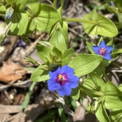 Lysimachia loeflingii (Blue Pimpernel) at Wee Jasper, NSW - 7 Nov 2021 by Jubeyjubes