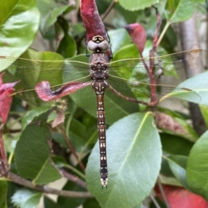 Adversaeschna brevistyla at Jerrabomberra, NSW - 10 Nov 2021