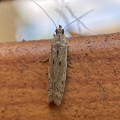 Phycitinae (subfamily) (A snout moth) at QPRC LGA - 10 Nov 2021 by Steve_Bok