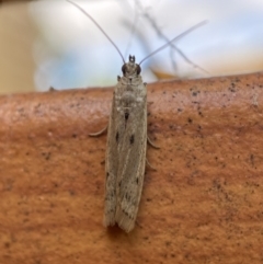 Phycitinae (subfamily) (A snout moth) at Jerrabomberra, NSW - 10 Nov 2021 by Steve_Bok