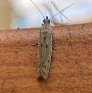 Phycitinae (subfamily) at Jerrabomberra, NSW - 10 Nov 2021