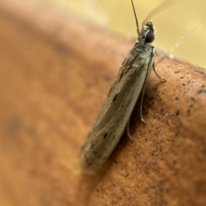 Phycitinae (subfamily) at Jerrabomberra, NSW - 10 Nov 2021