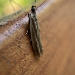 Phycitinae (subfamily) at Jerrabomberra, NSW - 10 Nov 2021