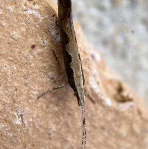 Plutella xylostella at Jerrabomberra, NSW - 10 Nov 2021