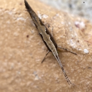 Plutella xylostella at Jerrabomberra, NSW - 10 Nov 2021