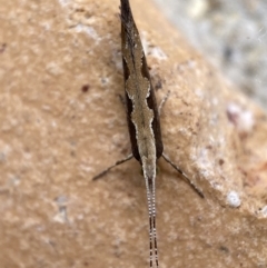 Plutella xylostella at Jerrabomberra, NSW - 10 Nov 2021