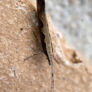 Plutella xylostella at Jerrabomberra, NSW - 10 Nov 2021