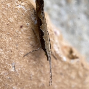 Plutella xylostella at Jerrabomberra, NSW - 10 Nov 2021