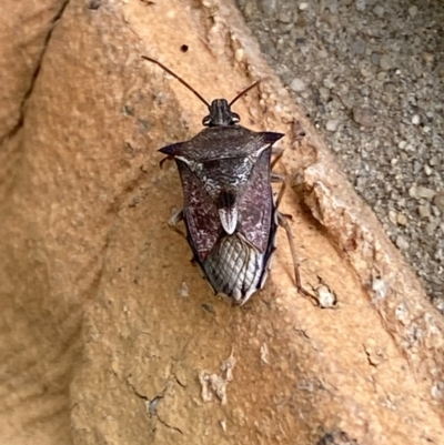 Oechalia schellenbergii (Spined Predatory Shield Bug) at Jerrabomberra, NSW - 10 Nov 2021 by SteveBorkowskis