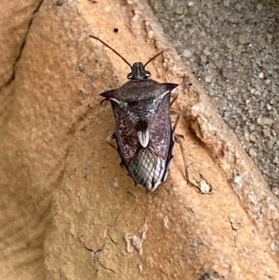 Oechalia schellenbergii (Spined Predatory Shield Bug) at QPRC LGA - 10 Nov 2021 by Steve_Bok
