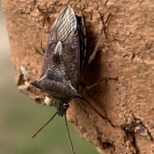 Oechalia schellenbergii at Jerrabomberra, NSW - 10 Nov 2021