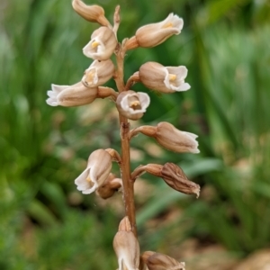 Gastrodia sesamoides at Wright, ACT - 10 Nov 2021