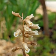 Gastrodia sesamoides at Wright, ACT - 10 Nov 2021