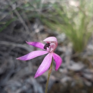 Caladenia congesta at Acton, ACT - suppressed