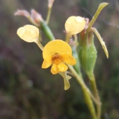 Diuris aequalis (Buttercup Doubletail) at Boro, NSW - 10 Nov 2021 by mlech