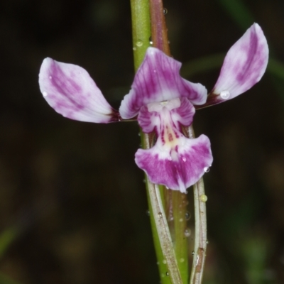 Diuris dendrobioides (Late Mauve Doubletail) at Stromlo, ACT - 5 Nov 2021 by mlech