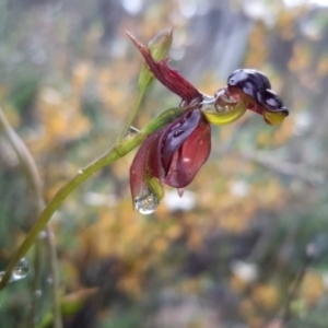 Caleana major at Jerrabomberra, NSW - suppressed