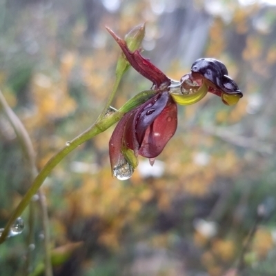 Caleana major (Large Duck Orchid) at Jerrabomberra, NSW - 5 Nov 2021 by mlech