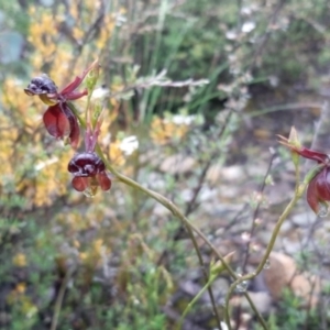 Caleana major at Jerrabomberra, NSW - suppressed