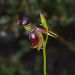 Caleana major at Jerrabomberra, NSW - suppressed