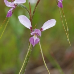 Diuris punctata var. punctata (Purple Donkey Orchid) at QPRC LGA - 9 Nov 2021 by mlech