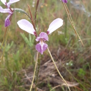 Diuris punctata at suppressed - suppressed