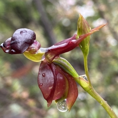 Caleana major (Large Duck Orchid) at Mount Jerrabomberra - 5 Nov 2021 by AJB