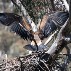 Aquila audax (Wedge-tailed Eagle) at Ainslie, ACT - 9 Nov 2021 by jb2602
