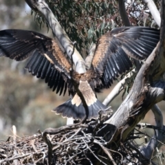 Aquila audax (Wedge-tailed Eagle) at Mount Ainslie - 9 Nov 2021 by jb2602