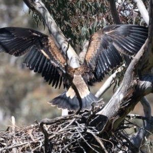 Aquila audax at Ainslie, ACT - suppressed