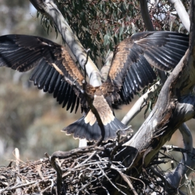 Aquila audax (Wedge-tailed Eagle) at Ainslie, ACT - 9 Nov 2021 by jb2602
