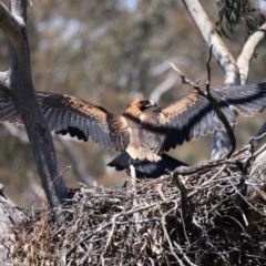 Aquila audax at Ainslie, ACT - suppressed