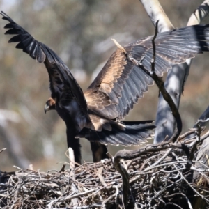 Aquila audax at Ainslie, ACT - 9 Nov 2021