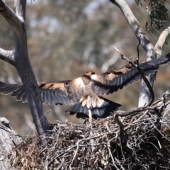 Aquila audax at Ainslie, ACT - suppressed