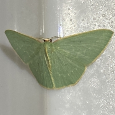 Chlorocoma melocrossa (Cream-fringed Emerald) at Jerrabomberra, NSW - 10 Nov 2021 by Steve_Bok