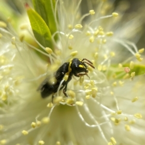 Hylaeus (Gnathoprosopis) euxanthus at Canberra, ACT - 8 Nov 2021