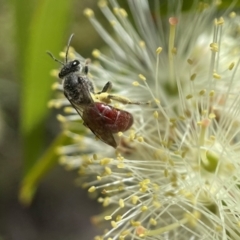 Lasioglossum (Parasphecodes) sp. (genus & subgenus) (Halictid bee) at Canberra, ACT - 8 Nov 2021 by PeterA