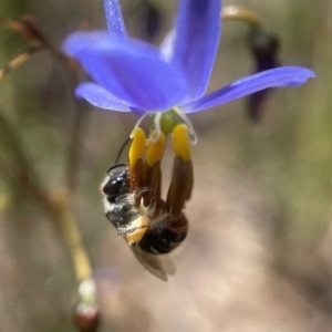 Lipotriches (Austronomia) ferricauda at Yarralumla, ACT - 8 Nov 2021