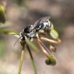 Lipotriches (Austronomia) ferricauda at Yarralumla, ACT - 8 Nov 2021 11:23 AM