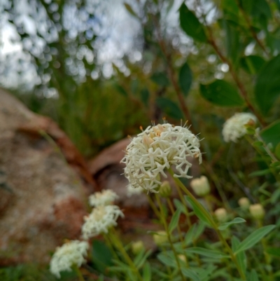 Pimelea treyvaudii (Grey Riceflower) at Tennent, ACT - 10 Nov 2021 by Nugent