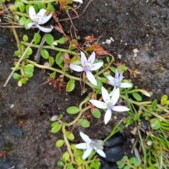 Isotoma fluviatilis subsp. australis (Swamp Isotome) at Namadgi National Park - 10 Nov 2021 by Nugent