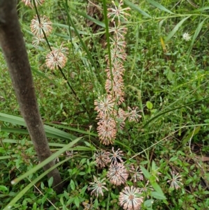 Lomandra multiflora at Tennent, ACT - 10 Nov 2021