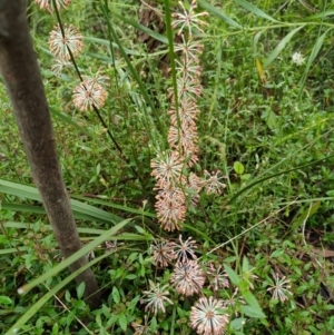 Lomandra multiflora at Tennent, ACT - 10 Nov 2021 04:43 PM