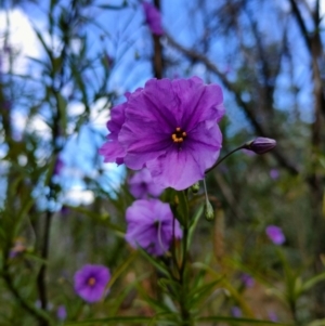 Solanum linearifolium/aviculare at Tennent, ACT - 10 Nov 2021 11:59 PM