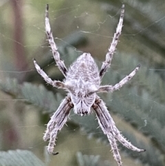 Backobourkia sp. (genus) (An orb weaver) at Mount Majura - 8 Nov 2021 by JaneR