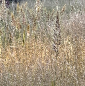 Austrostipa densiflora at Watson, ACT - 8 Nov 2021