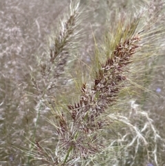 Austrostipa densiflora at Watson, ACT - 8 Nov 2021