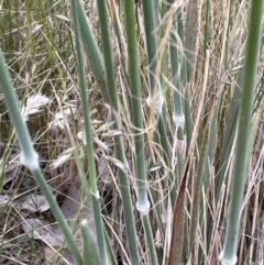 Austrostipa densiflora at Watson, ACT - 8 Nov 2021